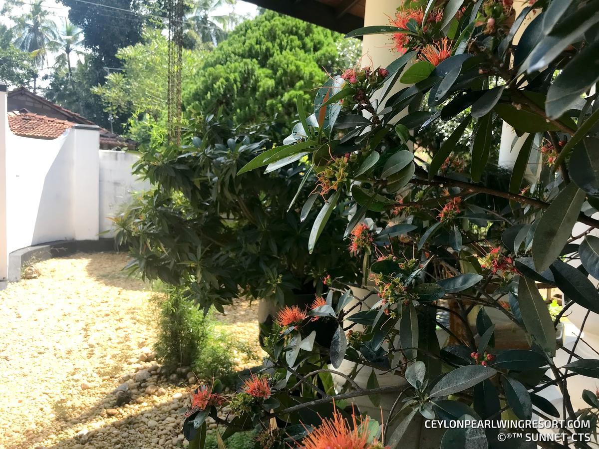 Ceylon Pearlwing Resort Negombo Buitenkant foto